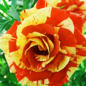 Роза Оранжес энд Лемонс купить по цене от 429.00р. в интернет-магазине «Посадика» с доставкой почтой в в Москве и по всей России – [изображение №1].