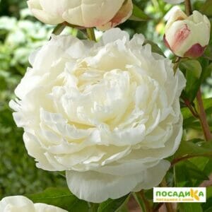 Пион Эльза Сасс купить по цене от 410р. в интернет-магазине «Посадика» с доставкой почтой в в Москве и по всей России – [изображение №1].