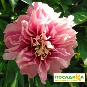 Пион ИТО-гибрид Гарден Треже купить по цене от 650р. в интернет-магазине «Посадика» с доставкой почтой в в Москве и по всей России – [изображение №1].