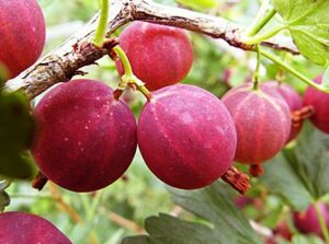 Крыжовник Черносливовый купить по цене от 300.00р. в интернет-магазине «Посадика» с доставкой почтой в в Москве и по всей России – [изображение №1].