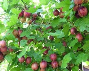 Крыжовник Десертный купить по цене от 300.00р. в интернет-магазине «Посадика» с доставкой почтой в в Москве и по всей России – [изображение №1].