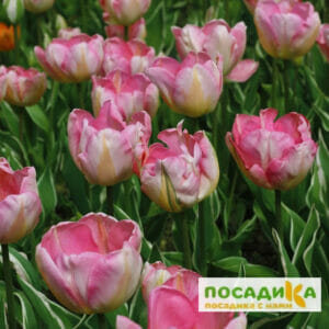 Тюльпан триумф Нью Дизайн купить по цене от 220р. в интернет-магазине «Посадика» с доставкой почтой в в Москве и по всей России – [изображение №1].