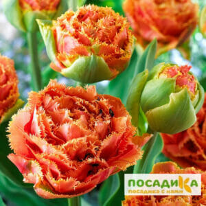 Тюльпан Сенсуал Тач купить по цене от 230р. в интернет-магазине «Посадика» с доставкой почтой в в Москве и по всей России – [изображение №1].