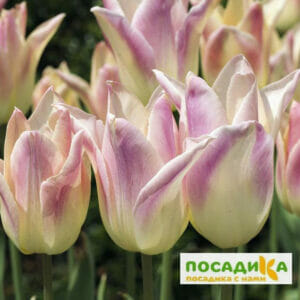 Тюльпан Элегант Леди купить по цене от 230р. в интернет-магазине «Посадика» с доставкой почтой в в Москве и по всей России – [изображение №1].