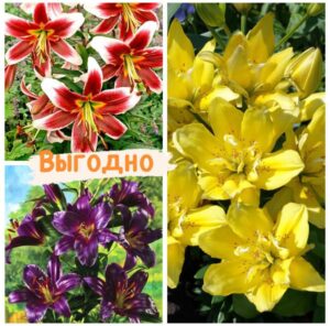 Лучшие сорта Лилий! купить по цене от 920.00р. в интернет-магазине «Посадика» с доставкой почтой в в Москве и по всей России – [изображение №1].