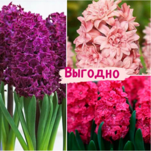 Тройной набор Гиацинт! купить по цене от 240р. в интернет-магазине «Посадика» с доставкой почтой в в Москве и по всей России – [изображение №1].