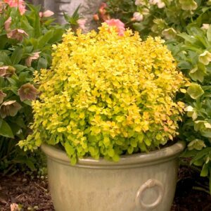 Барбарис тунберга “Голдалита” купить по цене от 320.00р. в интернет-магазине «Посадика» с доставкой почтой в в Москве и по всей России – [изображение №1].