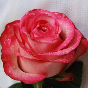 Роза Карусель купить по цене от 439.00р. в интернет-магазине «Посадика» с доставкой почтой в в Москве и по всей России – [изображение №1].