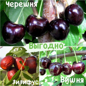 Микс набор! купить по цене от 1210.00р. в интернет-магазине «Посадика» с доставкой почтой в в Москве и по всей России – [изображение №1].