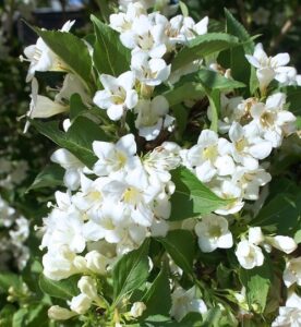 Вейгела цветущая “Бристол Сноуфлейк” купить по цене от 340.00р. в интернет-магазине «Посадика» с доставкой почтой в в Москве и по всей России – [изображение №1].