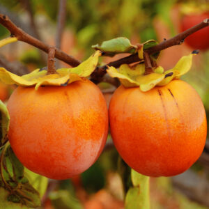 Хурма Хиакуме Королёк купить по цене от 420.00р. в интернет-магазине «Посадика» с доставкой почтой в в Москве и по всей России – [изображение №1].