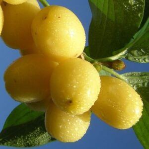 Кизил Янтарный купить по цене от 460.00р. в интернет-магазине «Посадика» с доставкой почтой в в Москве и по всей России – [изображение №1].