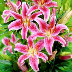 Лилия Меро Стар купить по цене от 360р. в интернет-магазине «Посадика» с доставкой почтой в в Москве и по всей России – [изображение №1].