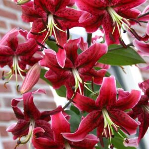 Лилия-гигант (ОТ-гибрид) Мисс Фея купить по цене от 360р. в интернет-магазине «Посадика» с доставкой почтой в в Москве и по всей России – [изображение №1].