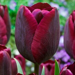 Тюльпан Триумф Роналдо купить по цене от 220р. в интернет-магазине «Посадика» с доставкой почтой в в Москве и по всей России – [изображение №1].