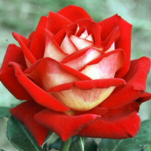 Роза Нью Фешн купить по цене от 419.00р. в интернет-магазине «Посадика» с доставкой почтой в в Москве и по всей России – [изображение №1].