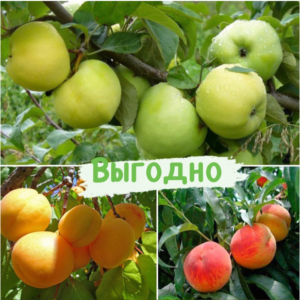 Плодовые деревья Микс набор купить по цене от 980.00р. в интернет-магазине «Посадика» с доставкой почтой в в Москве и по всей России – [изображение №1].
