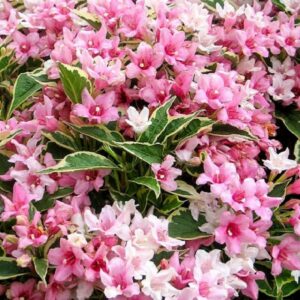 Вейгела цветущая “Румба” купить по цене от 320.00р. в интернет-магазине «Посадика» с доставкой почтой в в Москве и по всей России – [изображение №1].