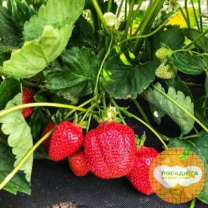 Клубника Азия (ранний сорт) купить по цене от 240.00р. в интернет-магазине «Посадика» с доставкой почтой в в Москве и по всей России – [изображение №1].