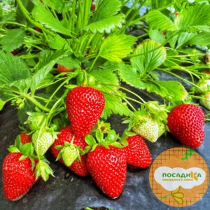 Клубника Альбион (ремонтантный сорт) купить по цене от 240.00р. в интернет-магазине «Посадика» с доставкой почтой в в Москве и по всей России – [изображение №1].