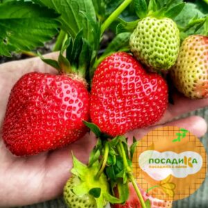 Клубника Джоли купить по цене от 230р. в интернет-магазине «Посадика» с доставкой почтой в в Москве и по всей России – [изображение №1].