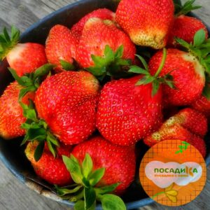 Клубника Кардинал (ремонтантный сорт) купить по цене от 270р. в интернет-магазине «Посадика» с доставкой почтой в в Москве и по всей России – [изображение №1].