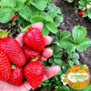 Клубника Филон купить по цене от 380р. в интернет-магазине «Посадика» с доставкой почтой в в Москве и по всей России – [изображение №1].