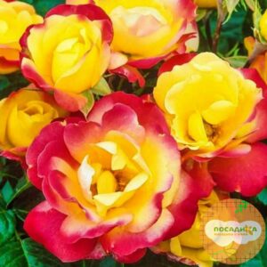 Роза флорибунда Маскарад купить по цене от 390.00р. в интернет-магазине «Посадика» с доставкой почтой в в Москве и по всей России – [изображение №1].