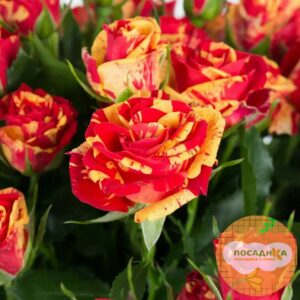 розы спрей Файер Флеш купить по цене от 350.00р. в интернет-магазине «Посадика» с доставкой почтой в в Москве и по всей России – [изображение №1].