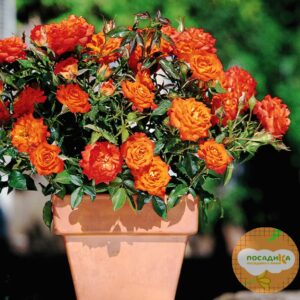 Роза МИНИАТЮРНАЯ Оранж Санблейз купить по цене от 399.00р. в интернет-магазине «Посадика» с доставкой почтой в в Москве и по всей России – [изображение №1].