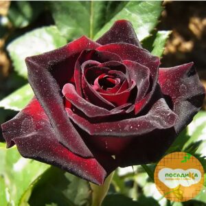 Роза чайно-гибридная Блэк Баккара купить по цене от 429.00р. в интернет-магазине «Посадика» с доставкой почтой в в Москве и по всей России – [изображение №1].