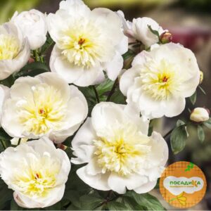 Пион Патио Мадрид купить по цене от 215р. в интернет-магазине «Посадика» с доставкой почтой в в Москве и по всей России – [изображение №1].