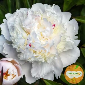 Пион Аваланш купить по цене от 370р. в интернет-магазине «Посадика» с доставкой почтой в в Москве и по всей России – [изображение №1].