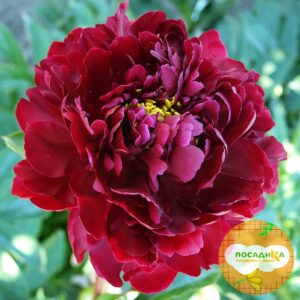 Пион Блэк Бьюти купить по цене от 370р. в интернет-магазине «Посадика» с доставкой почтой в в Москве и по всей России – [изображение №1].