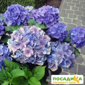 Гортензия крупнолистная Блауэр Цверг  ЗКС купить по цене от 299.00р. в интернет-магазине «Посадика» с доставкой почтой в в Москве и по всей России – [изображение №1].