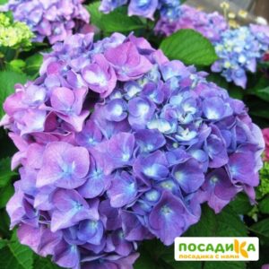 Гортензия крупнолистовая Йола купить по цене от 380.00р. в интернет-магазине «Посадика» с доставкой почтой в в Москве и по всей России – [изображение №1].
