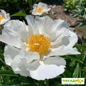 Пион Кринклед Уайт купить по цене от 380р. в интернет-магазине «Посадика» с доставкой почтой в в Москве и по всей России – [изображение №1].