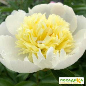 Пион Лаура Дессерт купить по цене от 400р. в интернет-магазине «Посадика» с доставкой почтой в в Москве и по всей России – [изображение №1].