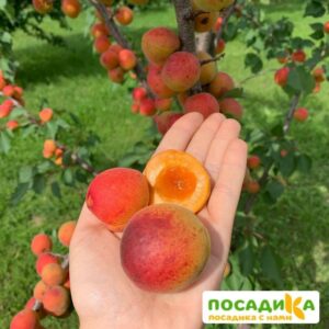 Абрикос Краснощекий (Великолепный джем) купить по цене от 355р. в интернет-магазине «Посадика» с доставкой почтой в в Москве и по всей России – [изображение №1].