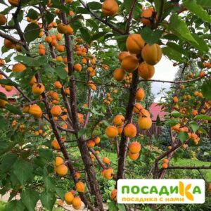 Абрикос Горный Абакан купить по цене от 355р. в интернет-магазине «Посадика» с доставкой почтой в в Москве и по всей России – [изображение №1].