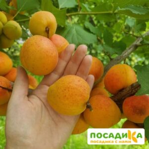 Абрикос Фаворит купить по цене от 355р. в интернет-магазине «Посадика» с доставкой почтой в в Москве и по всей России – [изображение №1].