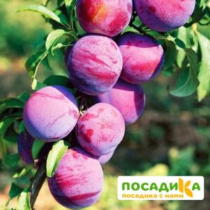 Слива Ренклод альтана купить по цене от 229.00р. в интернет-магазине «Посадика» с доставкой почтой в в Москве и по всей России – [изображение №1].