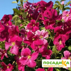 Клематис Абунданс (Abundance) купить по цене от 440р. в интернет-магазине «Посадика» с доставкой почтой в в Москве и по всей России – [изображение №1].