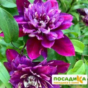 Клематис Темпейшен ЗКС купить по цене от 380р. в интернет-магазине «Посадика» с доставкой почтой в в Москве и по всей России – [изображение №1].