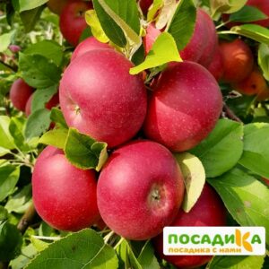 Яблоня Редкрафт купить по цене от 280.00р. в интернет-магазине «Посадика» с доставкой почтой в в Москве и по всей России – [изображение №1].