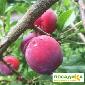 Алыча Весеннее пламя купить по цене от 299.00р. в интернет-магазине «Посадика» с доставкой почтой в в Москве и по всей России – [изображение №1].