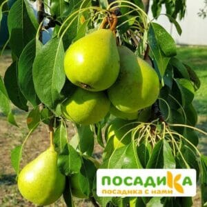 Груша Дюшес купить по цене от 350.00р. в интернет-магазине «Посадика» с доставкой почтой в в Москве и по всей России – [изображение №1].