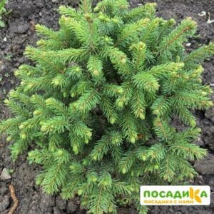 Ель Канадская Эхиниформис купить по цене от 350.00р. в интернет-магазине «Посадика» с доставкой почтой в в Москве и по всей России – [изображение №1].