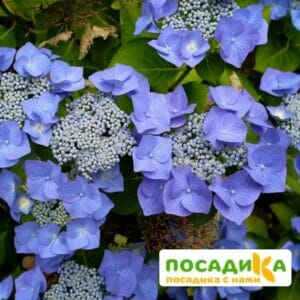 Гортензия крупнолистная Таубе (Taube) купить по цене от 390.00р. в интернет-магазине «Посадика» с доставкой почтой в в Москве и по всей России – [изображение №1].