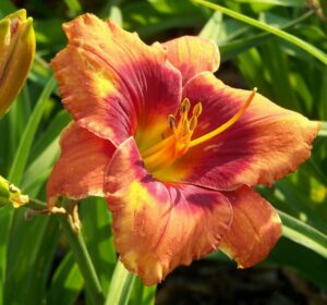 Лилейник Строберри Кэнди купить по цене от 529р. в интернет-магазине «Посадика» с доставкой почтой в в Москве и по всей России – [изображение №1].